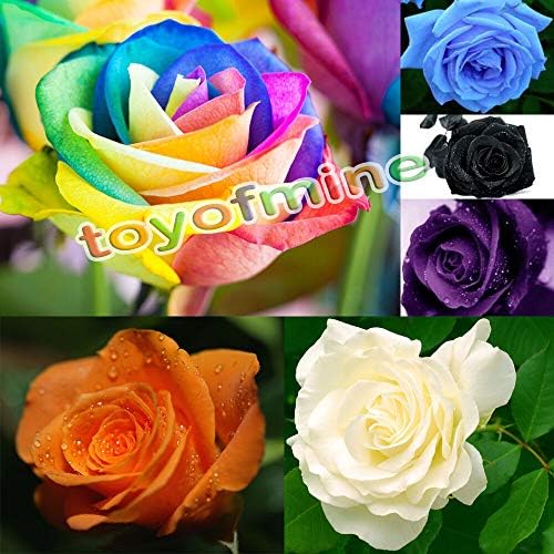 Germinazione dei félig: 100 pezzi: 100/200 pezzi Multi-Colore félig rari Colori Fiore Della Rosa vostre piante da giardino